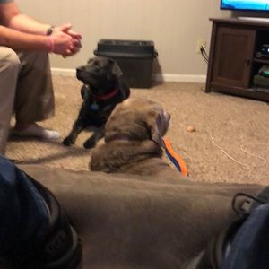 Meet your Posher, Morgan